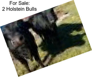 For Sale: 2 Holstein Bulls