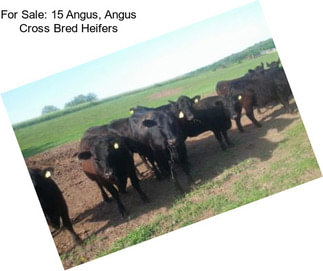 For Sale: 15 Angus, Angus Cross Bred Heifers