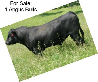 For Sale: 1 Angus Bulls