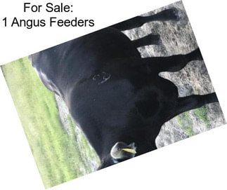 For Sale: 1 Angus Feeders