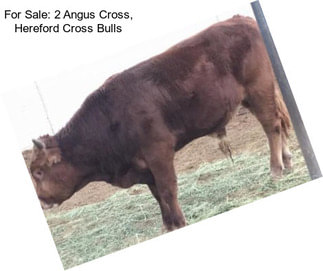 For Sale: 2 Angus Cross, Hereford Cross Bulls