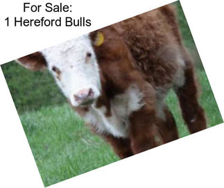 For Sale: 1 Hereford Bulls