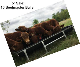 For Sale: 16 Beefmaster Bulls