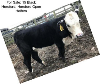 For Sale: 15 Black Hereford, Hereford Open Heifers