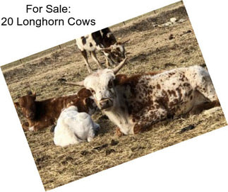 For Sale: 20 Longhorn Cows