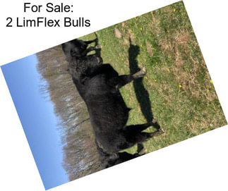 For Sale: 2 LimFlex Bulls