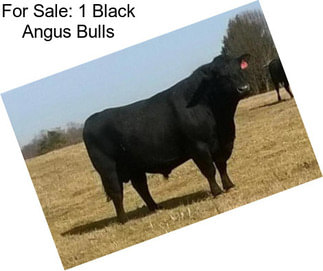 For Sale: 1 Black Angus Bulls