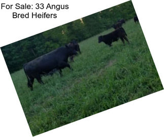 For Sale: 33 Angus Bred Heifers