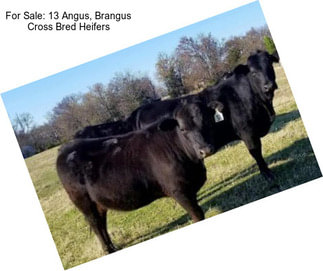 For Sale: 13 Angus, Brangus Cross Bred Heifers