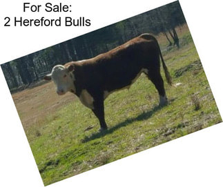 For Sale: 2 Hereford Bulls