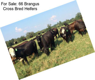 For Sale: 66 Brangus Cross Bred Heifers