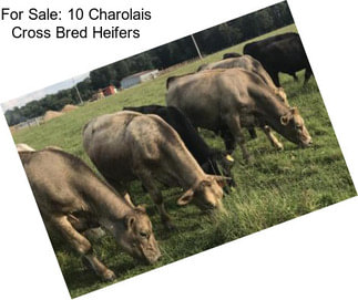 For Sale: 10 Charolais Cross Bred Heifers