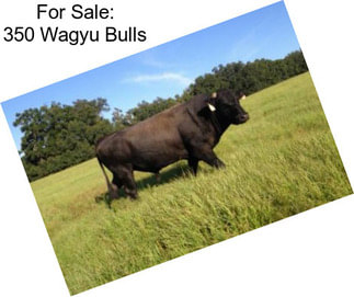 For Sale: 350 Wagyu Bulls