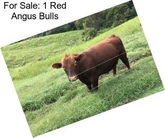 For Sale: 1 Red Angus Bulls