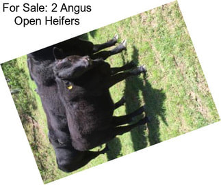 For Sale: 2 Angus Open Heifers