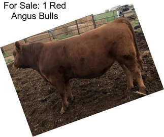 For Sale: 1 Red Angus Bulls