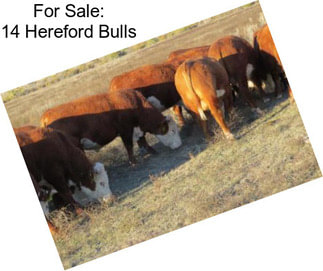 For Sale: 14 Hereford Bulls