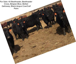 For Sale: 40 Beefmaster, Beefmaster Cross, Belgian Blue, Belted Galloway, Black Angus Cow/Calf Pairs