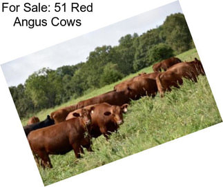 For Sale: 51 Red Angus Cows