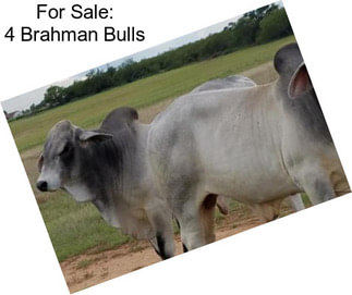 For Sale: 4 Brahman Bulls