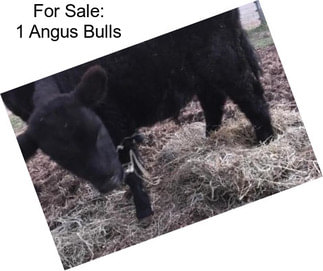 For Sale: 1 Angus Bulls