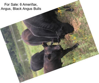 For Sale: 6 Amerifax, Angus, Black Angus Bulls