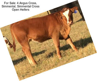 For Sale: 4 Angus Cross, Simmental, Simmental Cross Open Heifers