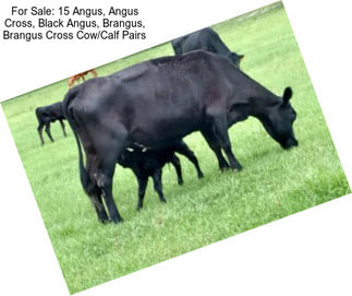 For Sale: 15 Angus, Angus Cross, Black Angus, Brangus, Brangus Cross Cow/Calf Pairs