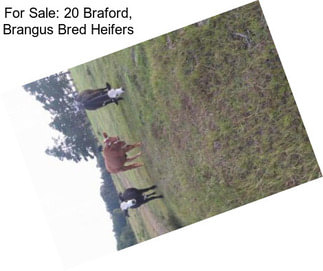 For Sale: 20 Braford, Brangus Bred Heifers