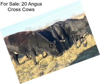 For Sale: 20 Angus Cross Cows