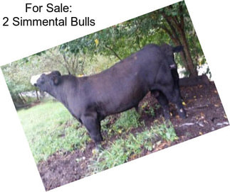 For Sale: 2 Simmental Bulls