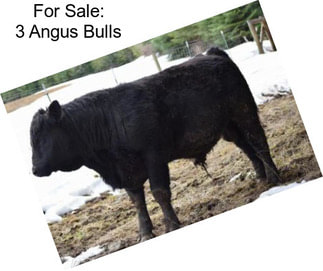 For Sale: 3 Angus Bulls