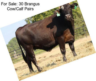 For Sale: 30 Brangus Cow/Calf Pairs