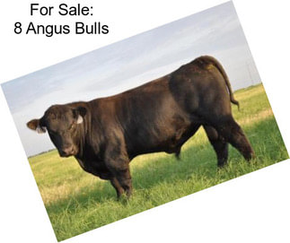 For Sale: 8 Angus Bulls