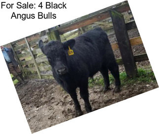 For Sale: 4 Black Angus Bulls