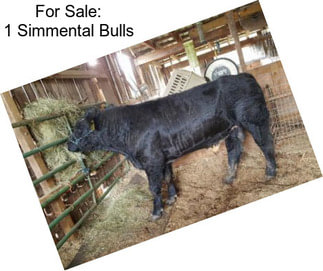 For Sale: 1 Simmental Bulls