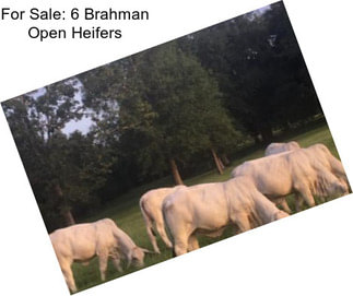 For Sale: 6 Brahman Open Heifers