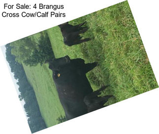 For Sale: 4 Brangus Cross Cow/Calf Pairs