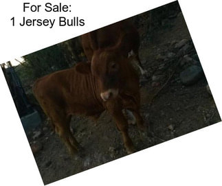 For Sale: 1 Jersey Bulls