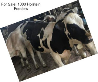 For Sale: 1000 Holstein Feeders