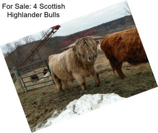 For Sale: 4 Scottish Highlander Bulls