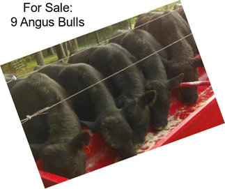 For Sale: 9 Angus Bulls