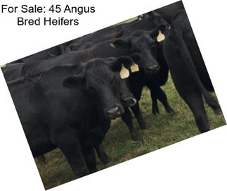 For Sale: 45 Angus Bred Heifers