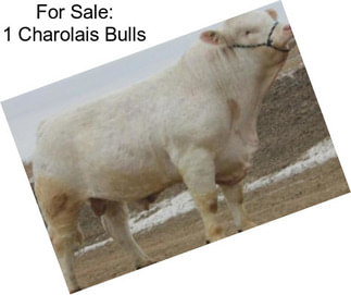 For Sale: 1 Charolais Bulls