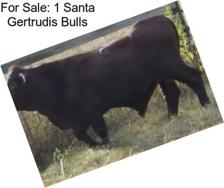 For Sale: 1 Santa Gertrudis Bulls