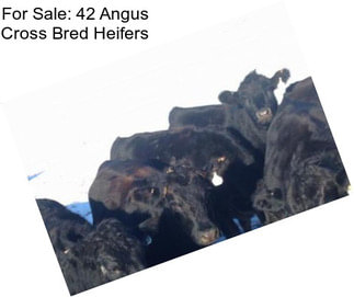 For Sale: 42 Angus Cross Bred Heifers