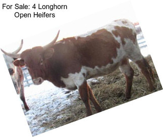 For Sale: 4 Longhorn Open Heifers