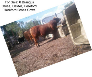 For Sale: 8 Brangus Cross, Dexter, Hereford, Hereford Cross Cows