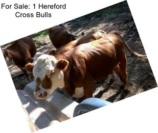 For Sale: 1 Hereford Cross Bulls