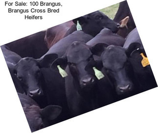 For Sale: 100 Brangus, Brangus Cross Bred Heifers